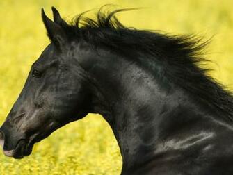 Wallpaper Friesian Horse Photos And Walls