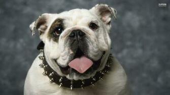 Ugly Dog Wallpaper