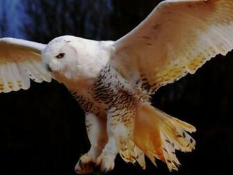 Owl HD Wallpaper Pictures Image Background Photos
