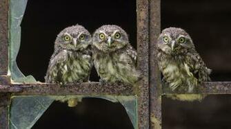 Owl Wallpaper HD 1080p Birds Chicks Window Glass Broken