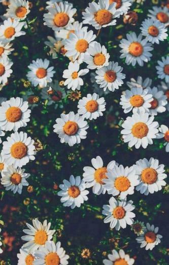 Beautiful Daisies iPhone Wallpaper Idea