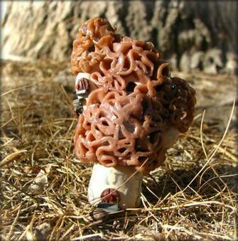 Morel Mushroom Castle By Aliatheghoul