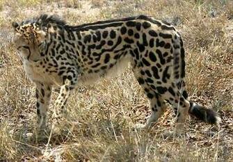 King Cheetah Image Cheetahs Wallpaper Photos