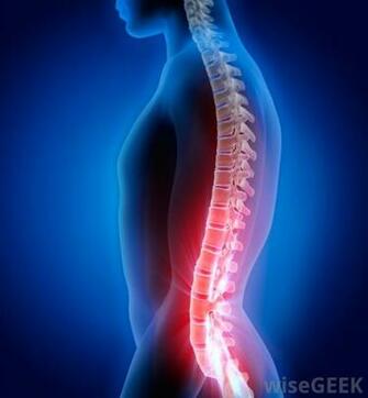 What Is The Spine With Pictures