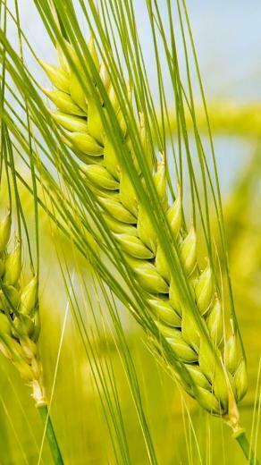 Spring iPhone Wallpaper