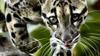 Clouded Leopard Wallpaper