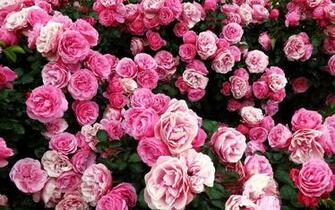 Pink Rose Bush Wallpaper