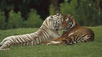 White Tiger Wallpaper Desktop Image And Save As Click