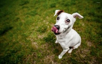 Jack Russell Terrier Wallpaper Animal