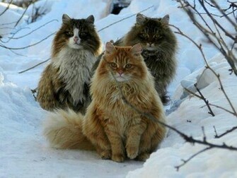 Animal Planet Cats Animals HD Wallpaper