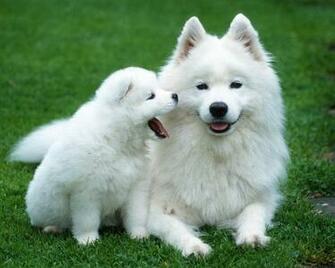 Puppy Wallpaper High Resolution Pictures