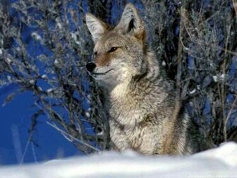 Cool Wolf Wallpaper