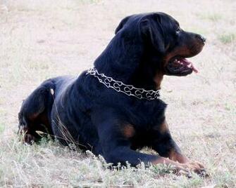 Rottweiler Wallpaper Computer