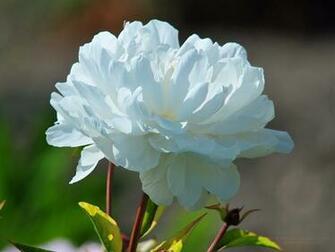 Summer Flowers Wallpaper Desktop