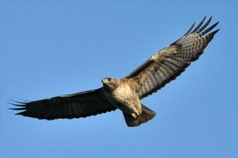Red Tailed Hawk Wallpaper HD Eagle Pics Of Hawks