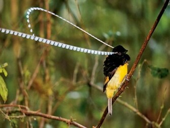 Birds Of Paradise Wallpaper For Desktop Wallpaperyork Brows Your