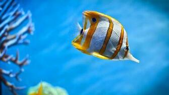 Coral Reef Tropical Fish Wallpaper Hq Desktop