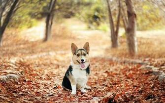 Cute Corgi Wallpaper