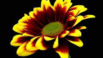 Wallpaper Fiery Flower Dark Background Flowers Widescreen