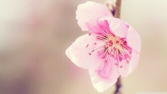 Pretty Pink Flower Wallpaper