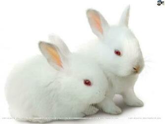 Rabbits Wallpaper