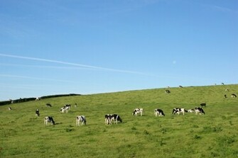 Cattle Background