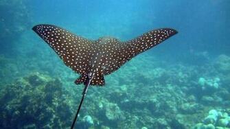 Stingray Wallpaper