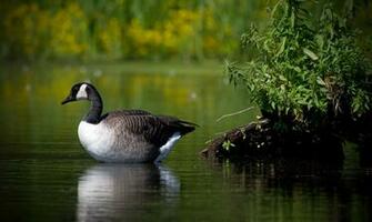 Animal Canada Goose Wallpaper