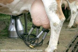 Cow S Milk A Starts To Give Between The Ages Of Two And