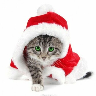 Christmas Pets iPad Wallpaper Cats