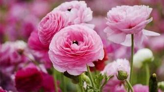 Cabbage Rose Wallpaper HD Net