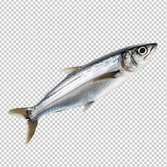 Anchovy Psd High Quality Templates Wallpaper