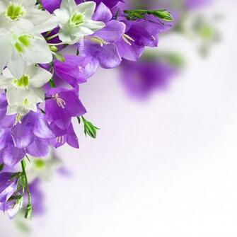 Purple Flower Background