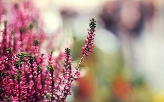 Heather HD Photography Wallpaper Flower