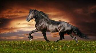 Horse HD Wallpaper Live Google Play Screenshot