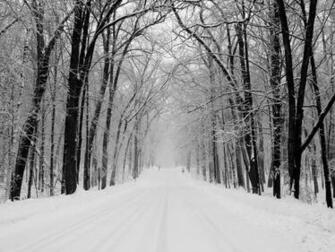 Image Gallery For Black Forest Wallpaper White