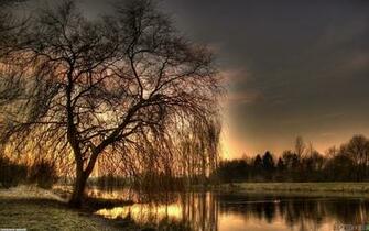 Weeping Willow Wallpaper Open Walls