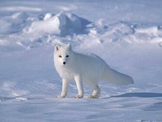 Tag Arctic Fox Wallpaper Background Photos Image And Pictures