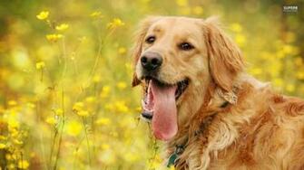 Desktop Golden Retriever Puppy Photos Wallpaper