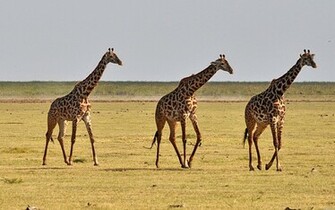 HD Wallpaper Giraffe Background Desktop