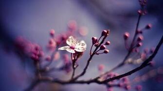 Macro Cherries Nature Flower Wallpaper Background 4k Ultra HD