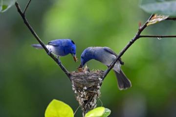 Nest Birds Wallpaper Branch HD Drop Chicks