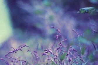 Nice Photo Of Purple Wallpaper Flowers Leaves