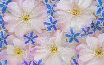 Background Spring Wallpaper Top Best HD For Desktop