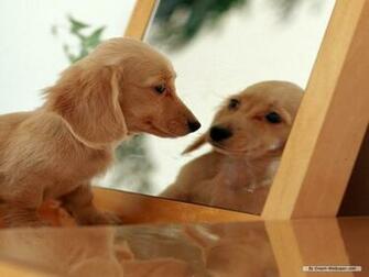 Mini Dachshund Wallpaper