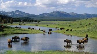 Bison S Background Image Yellowstone Park Windows
