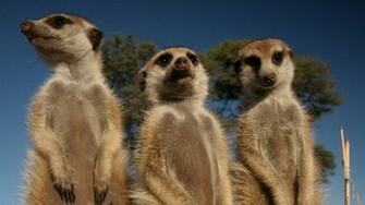 Stand Tall Meerkats Wallpaper