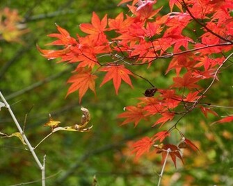 Nature Pc Wallpaper HD