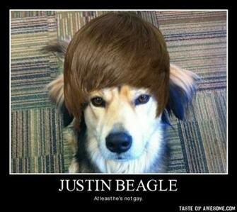 Funny Beagle Pictures With Captions Justin