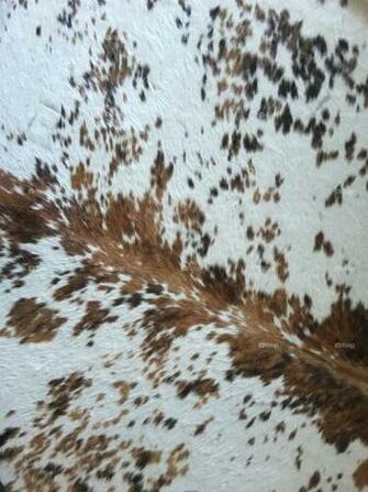 Foap Cowhide Western Background Stock Photo By Heather Cove